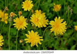 Attēlu rezultāti vaicājumam “Leontodon autumnalis”