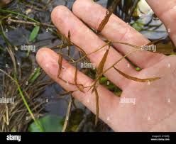 Attēlu rezultāti vaicājumam “Potamogeton gramineus”