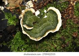 Attēlu rezultāti vaicājumam “Cerrena unicolor”