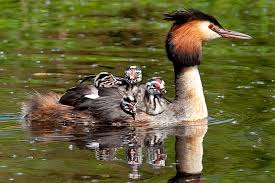 Attēlu rezultāti vaicājumam “Podiceps cristatus”