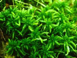 Attēlu rezultāti vaicājumam “Sphagnum centrale”