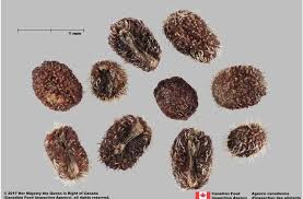 Attēlu rezultāti vaicājumam “Galium schultesii fruit”