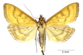 Attēlu rezultāti vaicājumam “Mecyna flavalis”