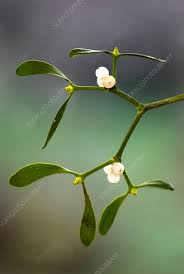 Attēlu rezultāti vaicājumam “Viscum album fruit”