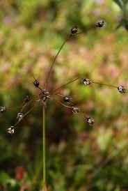 Attēlu rezultāti vaicājumam “Luzula pilosa leaf”