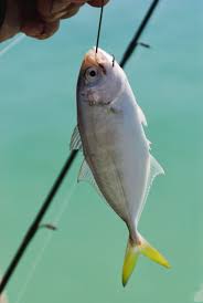 Image result for Caranx crysos