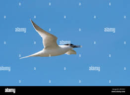 Attēlu rezultāti vaicājumam “Sterna sandvicensis adult”