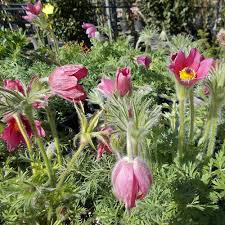 Attēlu rezultāti vaicājumam “Pulsatilla vulgaris”