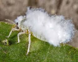 Attēlu rezultāti vaicājumam “Prociphilus xylostei”