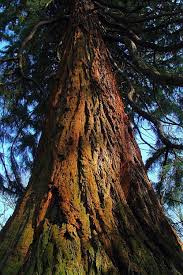 Image result for Mammutbaum