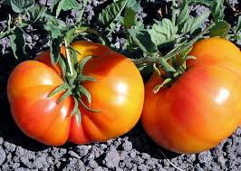 Afbeeldingsresultaat voor northern lights tomato