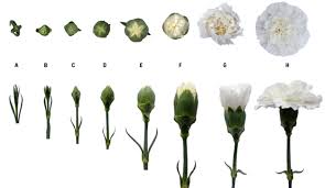 Attēlu rezultāti vaicājumam “Dianthus deltoides bud”