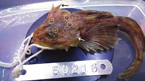 Image result for Myoxocephalus quadricornis