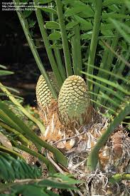 Attēlu rezultāti vaicājumam “Colostygia pectinataria male”