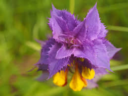 Attēlu rezultāti vaicājumam “Melampyrum nemorosum”