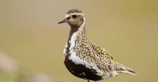 Attēlu rezultāti vaicājumam “Pluvialis apricaria”