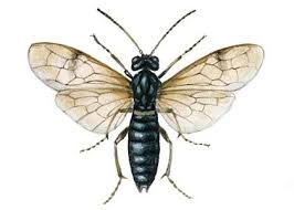 Attēlu rezultāti vaicājumam “Arge ustulata”