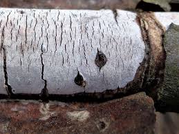 Attēlu rezultāti vaicājumam “Vuilleminia comedens”