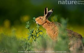 Attēlu rezultāti vaicājumam “Lepus europaeus adult”