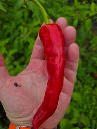 Afbeeldingsresultaat voor numex sandia hot pepper