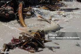 Image result for Acroteriobatus annulatus