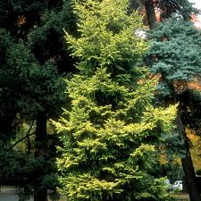 Attēlu rezultāti vaicājumam “Picea orientalis”