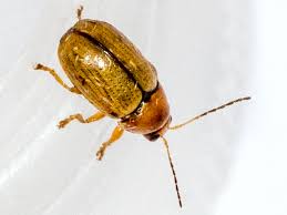 Attēlu rezultāti vaicājumam “Cryptocephalus pusillus”