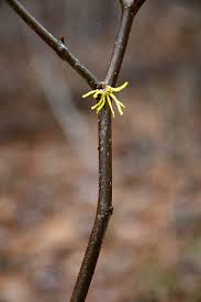 Attēlu rezultāti vaicājumam “Hamamelis vernalis bud”