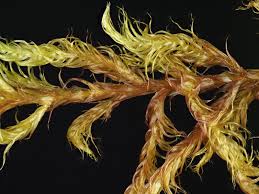 Attēlu rezultāti vaicājumam “Drepanocladus aduncus var. polycarpon”