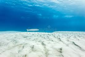 Image result for Malacanthus plumieri