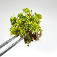 Attēlu rezultāti vaicājumam “Sphagnum palustre”