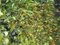 Attēlu rezultāti vaicājumam “Hygroamblystegium varium”