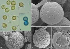 Attēlu rezultāti vaicājumam “Badhamia affinis var. microspora spores”
