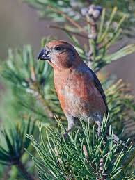 Attēlu rezultāti vaicājumam “Loxia pytyopsittacus”