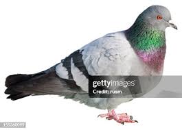 Attēlu rezultāti vaicājumam “Columba livia f. domestica adult”