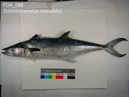 Image result for Scomberomorus maculatus