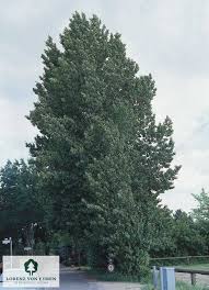 Attēlu rezultāti vaicājumam “Populus x berolinensis leaf”