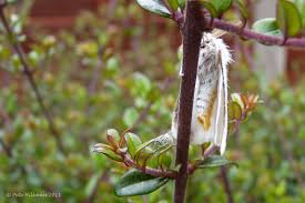 Attēlu rezultāti vaicājumam “Euproctis similis”