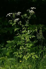 Attēlu rezultāti vaicājumam “Chaerophyllum aromaticum leaf”
