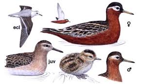 Attēlu rezultāti vaicājumam “Phalaropus fulicarius adult”