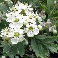 Attēlu rezultāti vaicājumam “Crataegus macracantha flower”