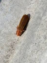 Attēlu rezultāti vaicājumam “Hylecoetus dermestoides”