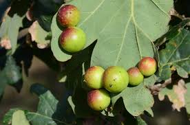 Attēlu rezultāti vaicājumam “Cynips quercusfolii”