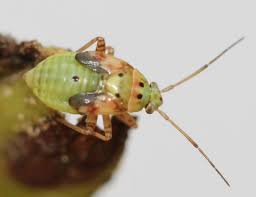 Attēlu rezultāti vaicājumam “Lygus nymph nymph”