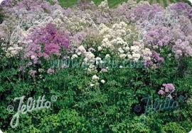 Attēlu rezultāti vaicājumam “Thalictrum aquilegifolium”