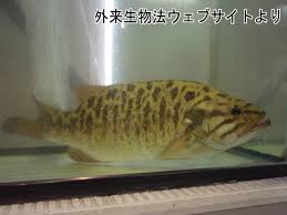 Image result for Micropterus