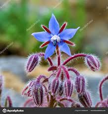 Attēlu rezultāti vaicājumam “Borago officinalis bud”