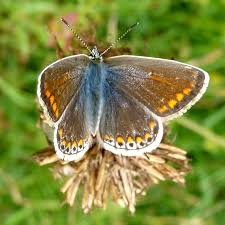 Attēlu rezultāti vaicājumam “Polyommatus icarus female”