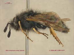 Attēlu rezultāti vaicājumam “Cimbicidae”