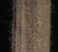 Attēlu rezultāti vaicājumam “Inula britannica bud”